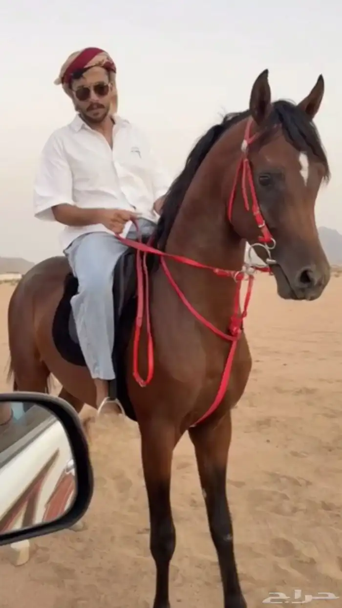 مهر معسوف وشيخ 2