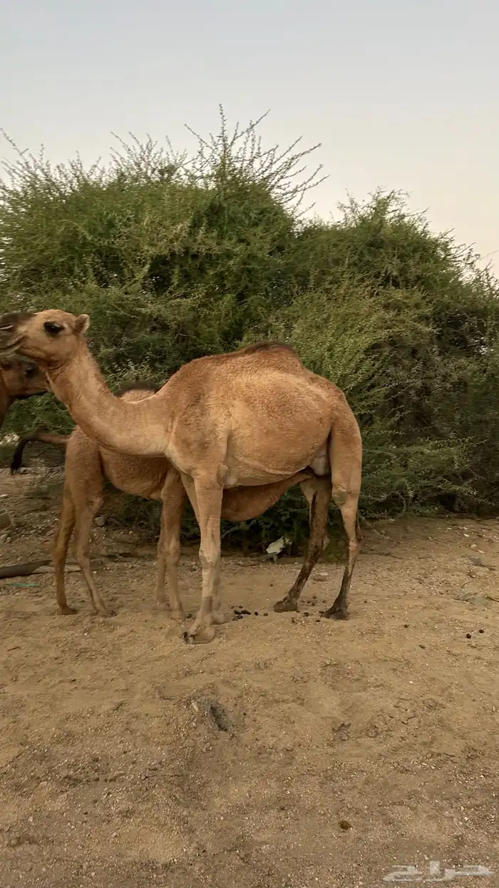 نياق خلفات معهن اربع بكار 10