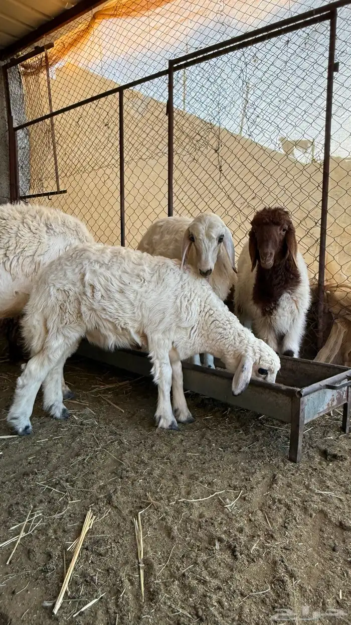 رخال 1