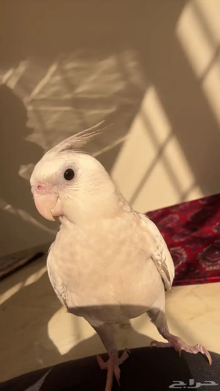كروان اليف 1