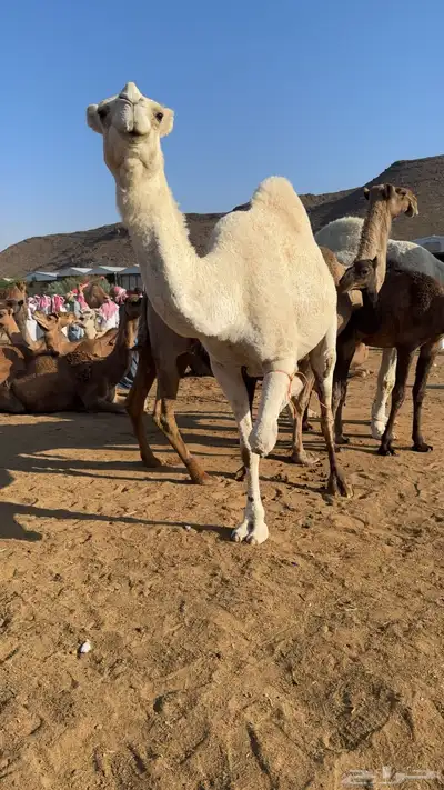 ضريبه طيبه 0