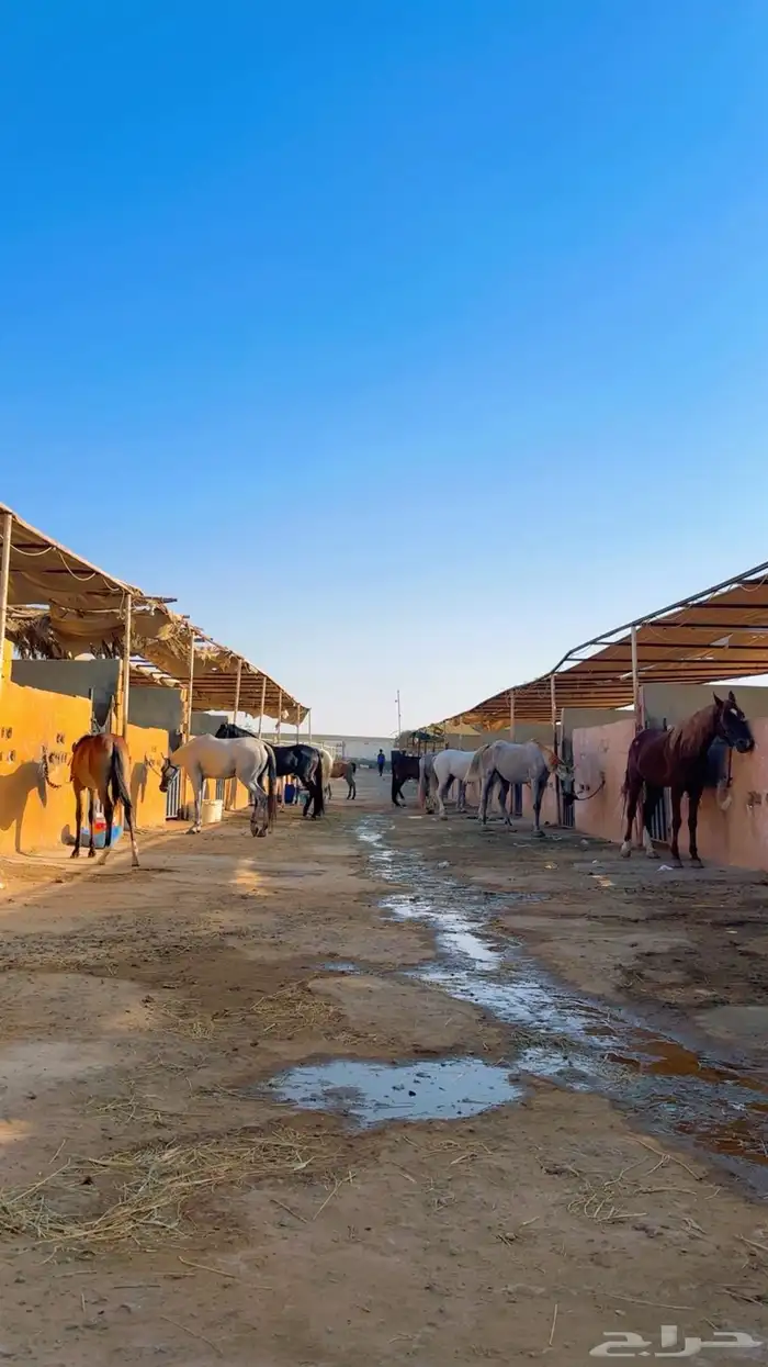 ايواء خيل وتدريب الحمدانية 18