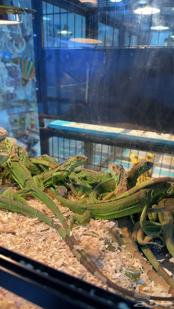 سحليه الأقوانا 1