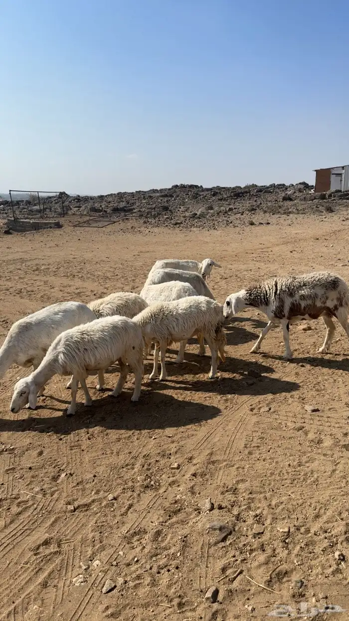 غنم دفيع للبيع بفحلها 1