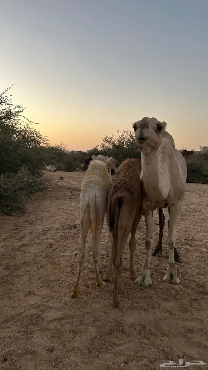 نياق خلفات معهن اربع بكار 9