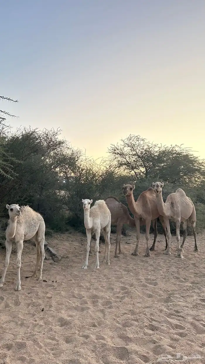 نياق خلفات معهن اربع بكار 0