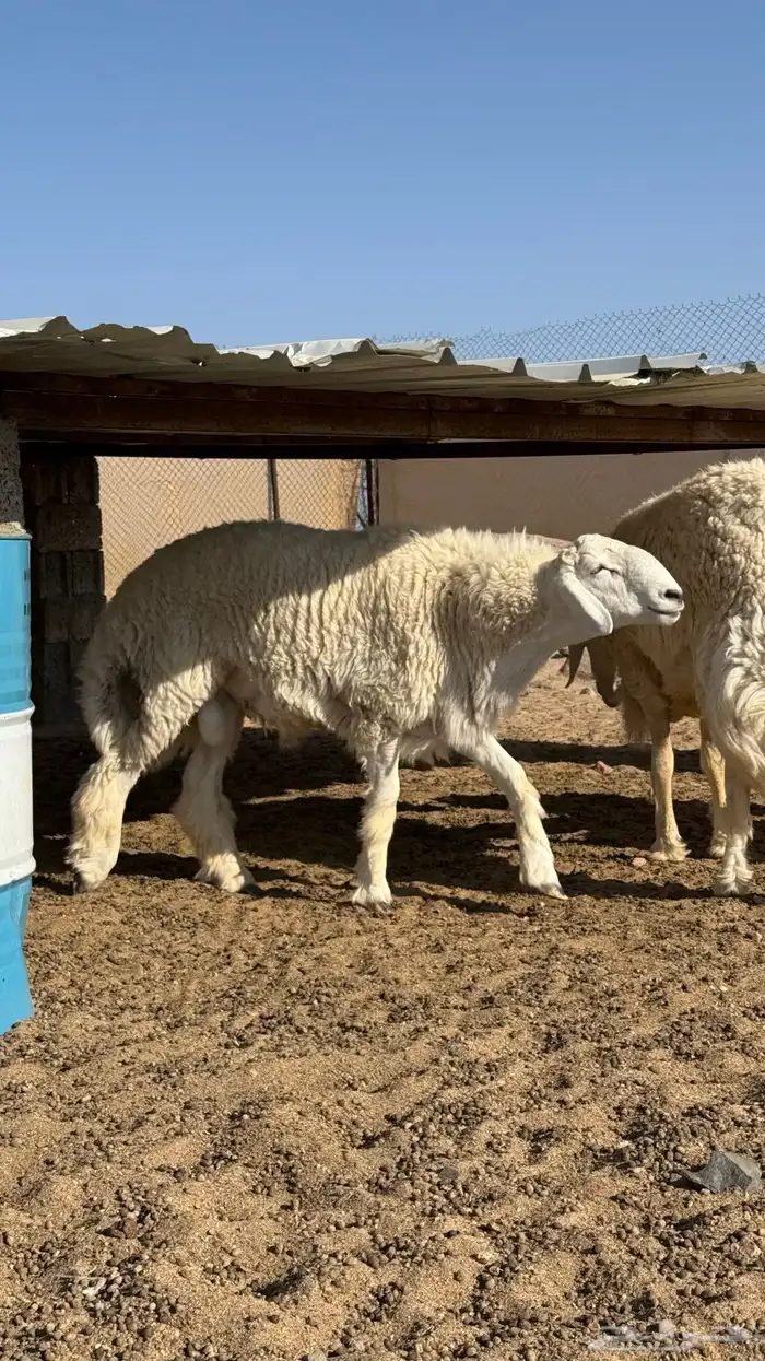 فحل حري 3