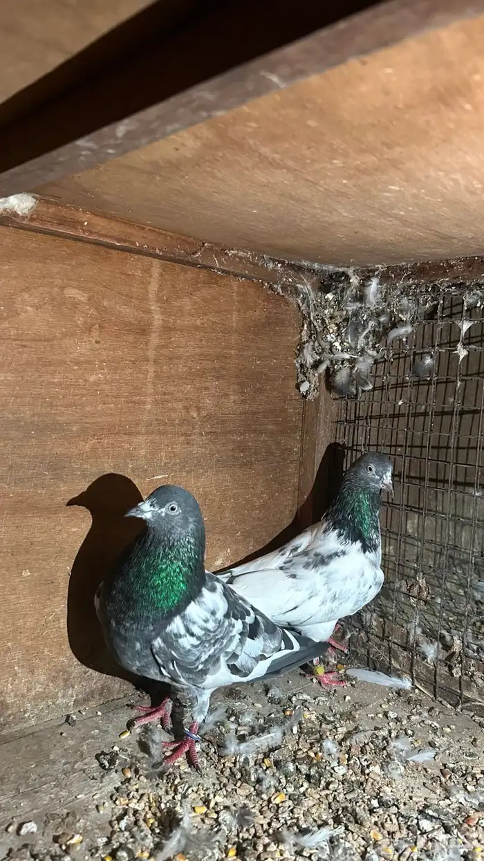 حمام باكستاني 3