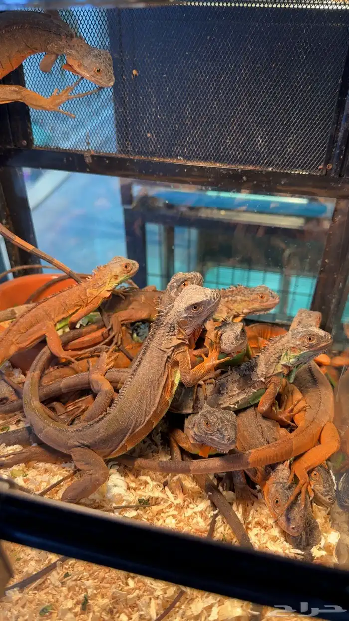 سحليه الأقوانا 0