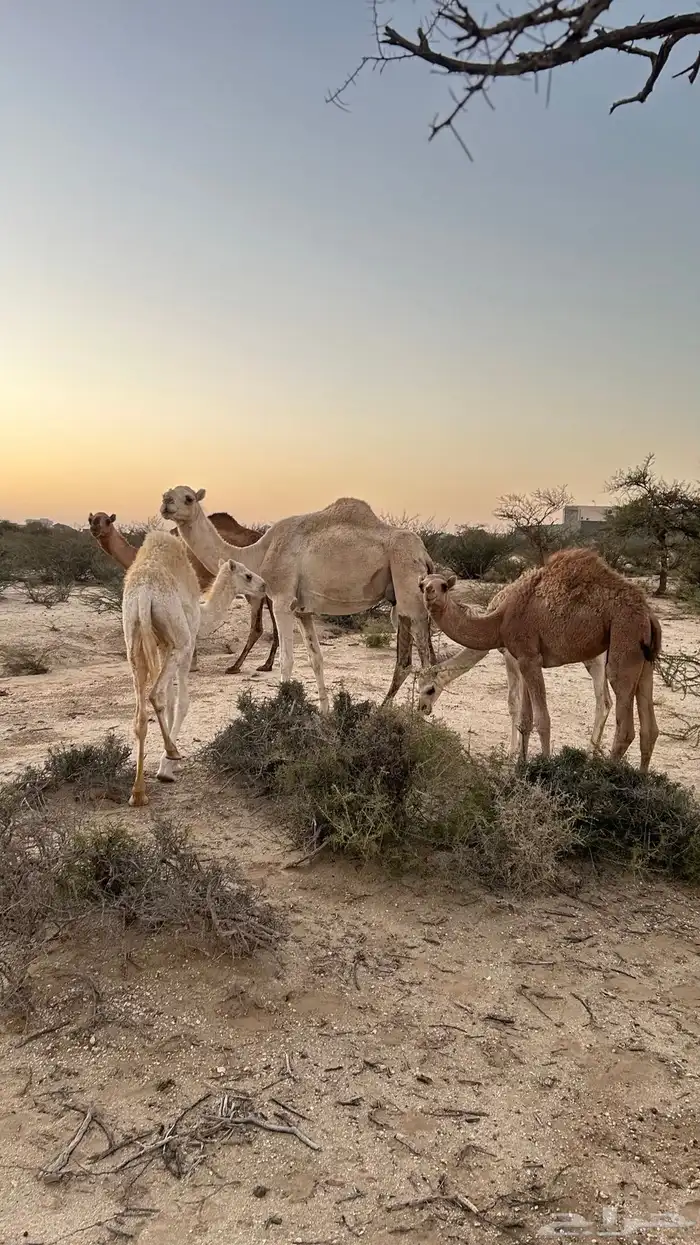 نياق خلفات معهن اربع بكار 28
