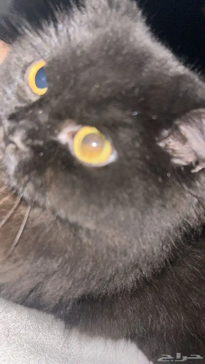 قطة للتبني العاجل 7