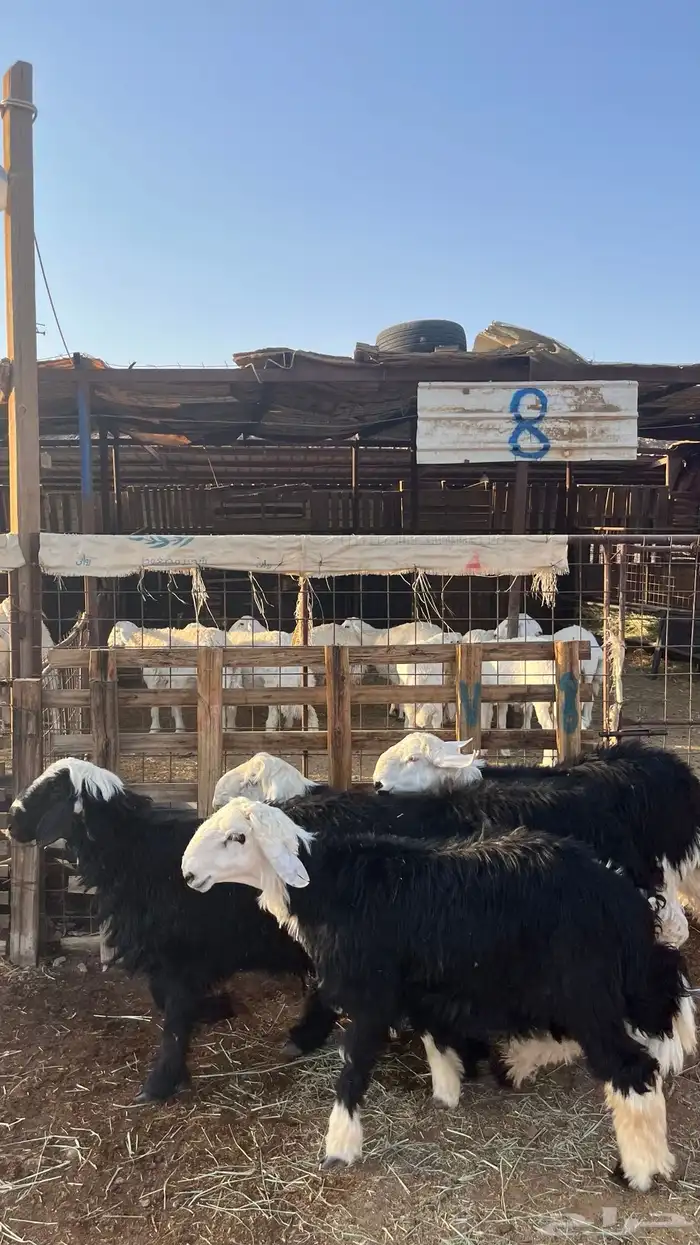 طليان نجد جبره ذبايح 4