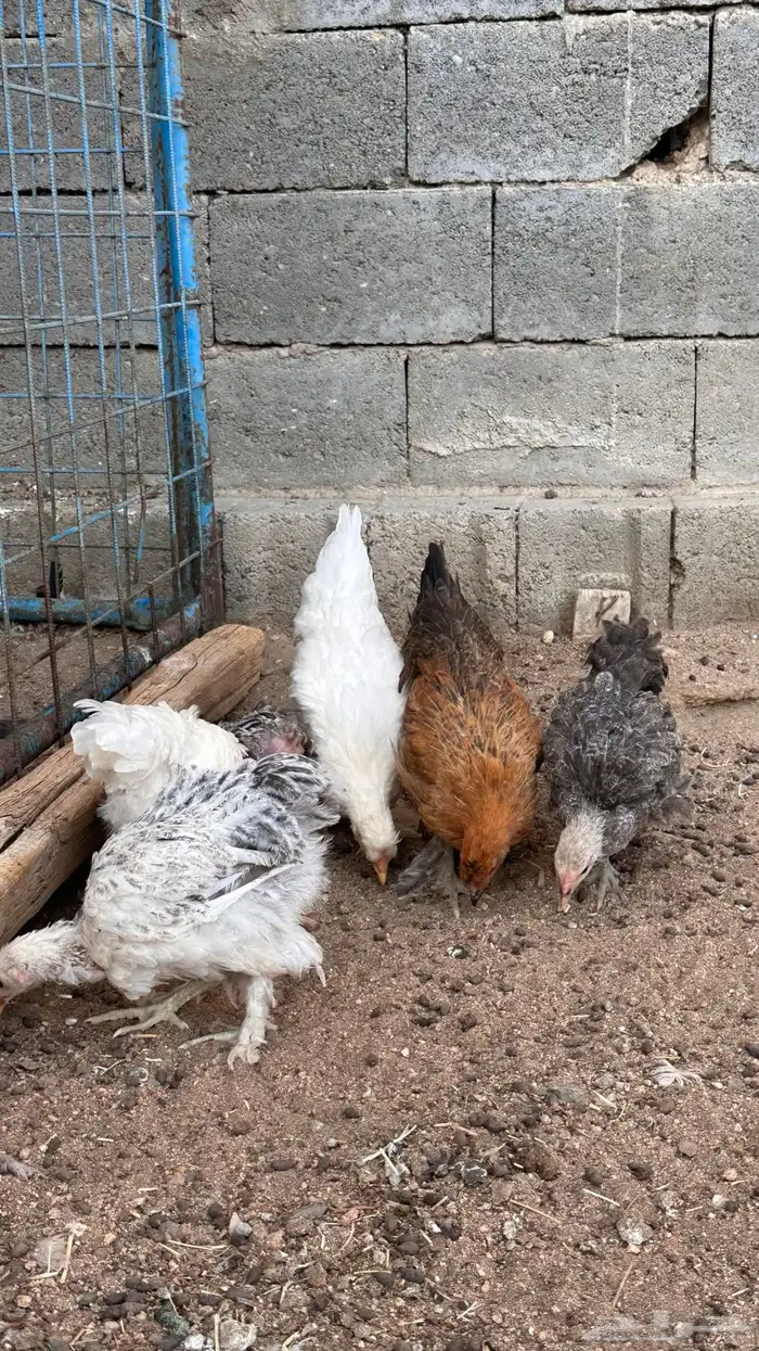 صوص براهما 6