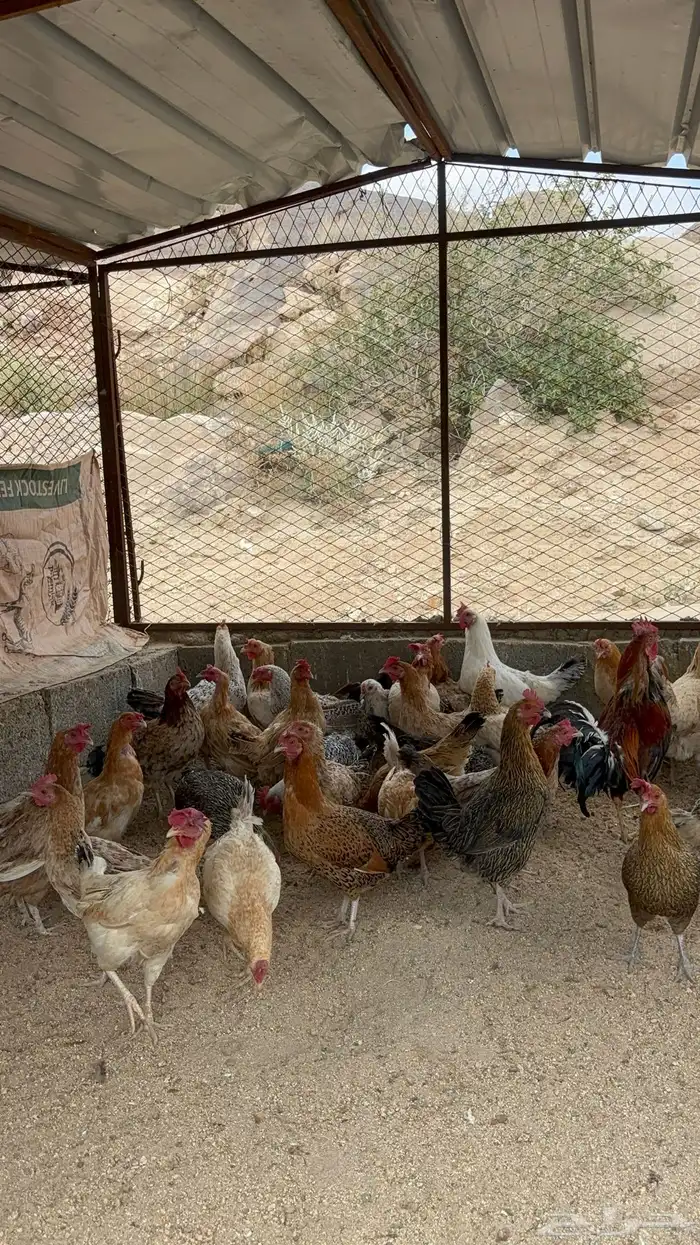 دجاج بلدي للبيع 3