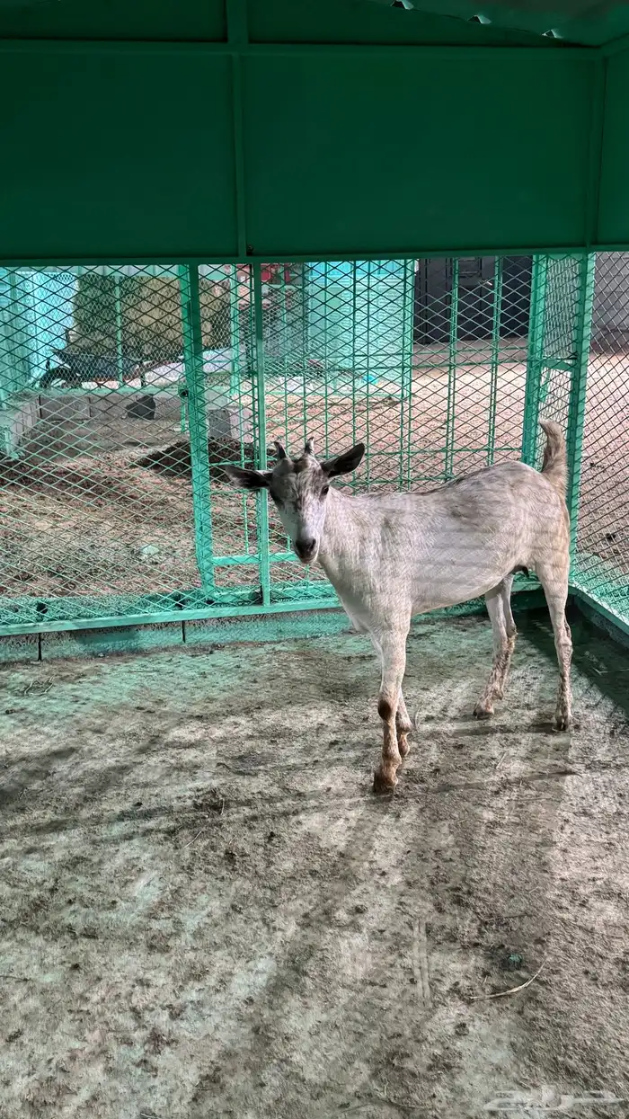 عناق للبيع العمر جذع 1