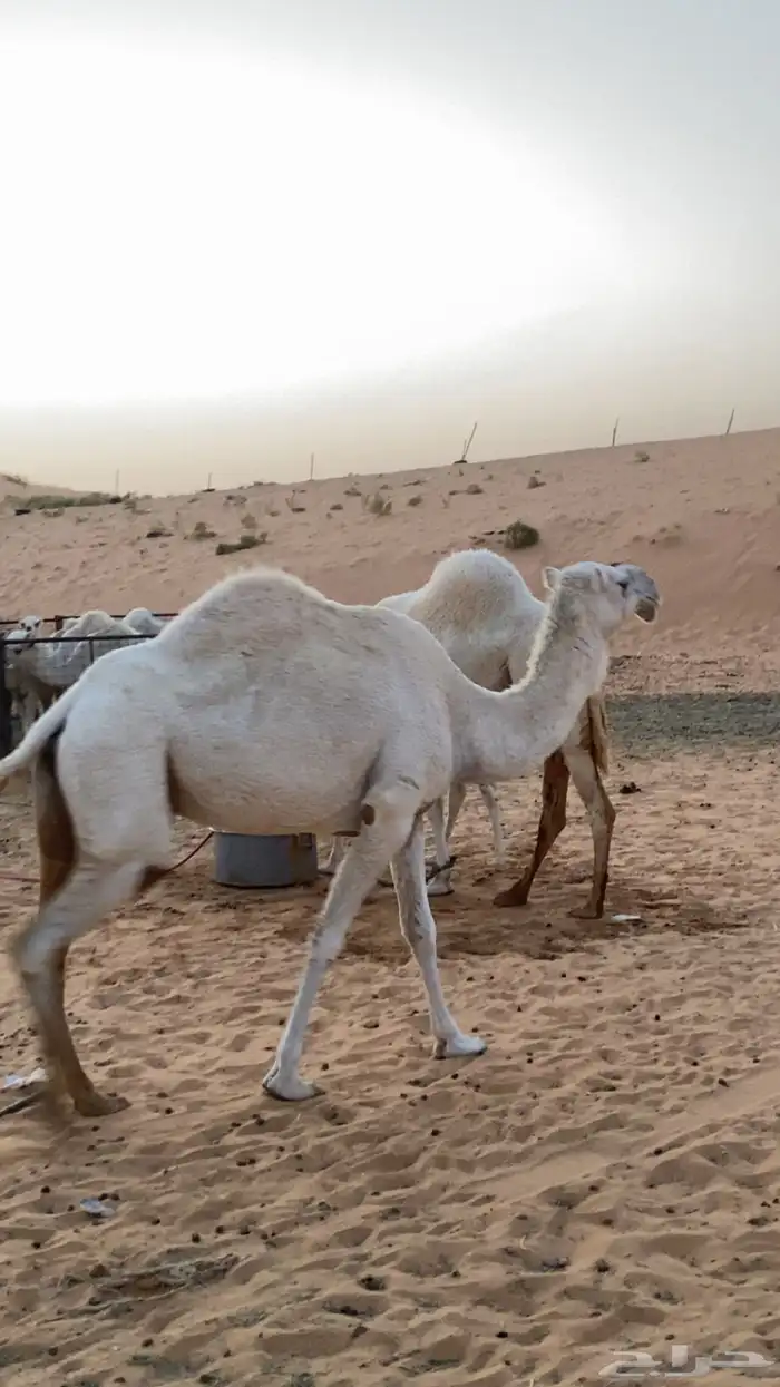 لمن يرغب في امتلاك ناقه فاضيه وهديه . 0