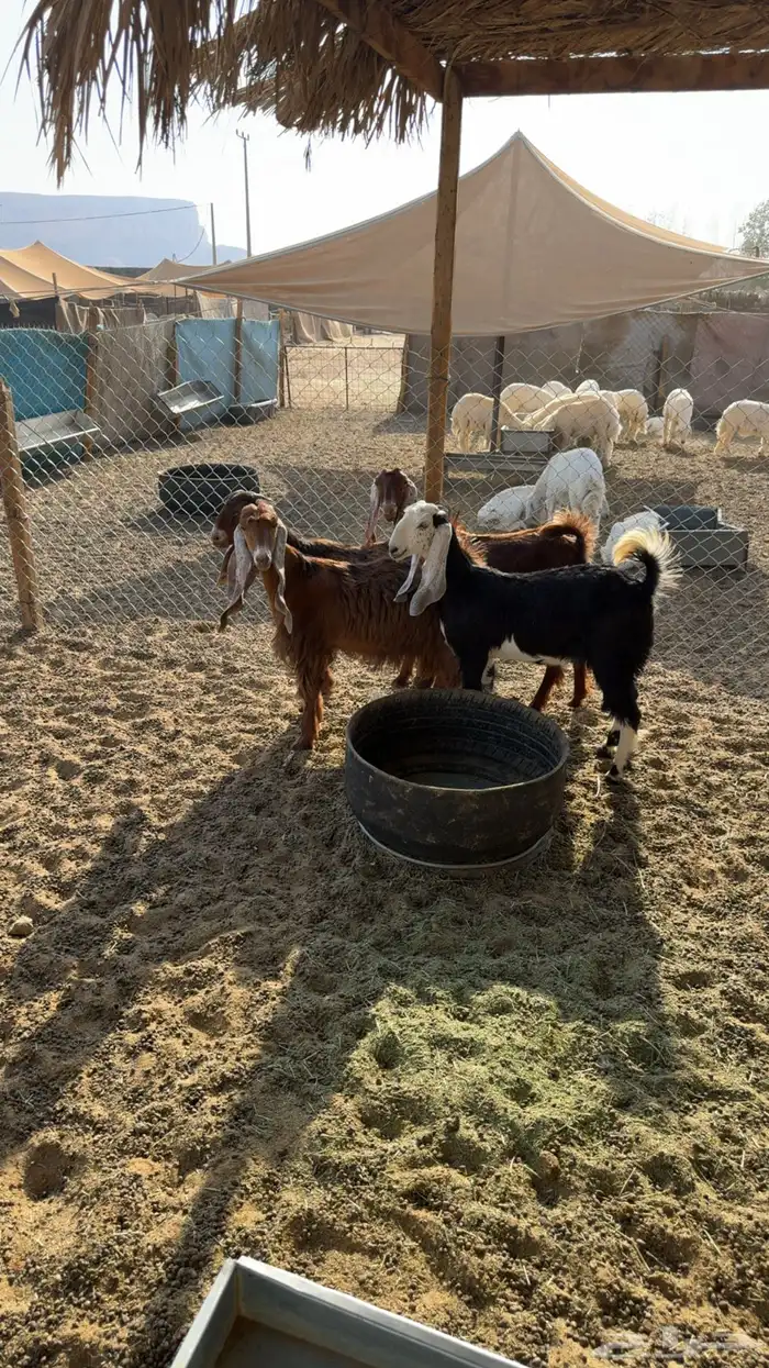 جفرات مقاني طيبه 0