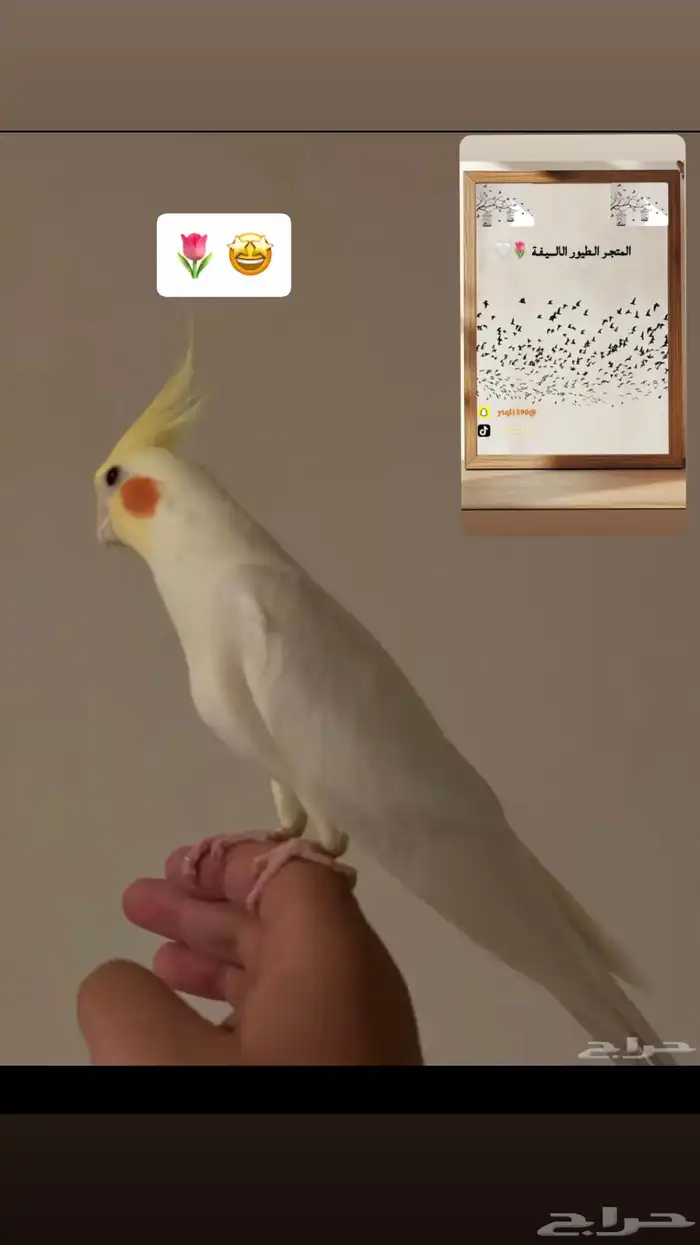 سلام عليكم عرض لكم تدريب طيور 3