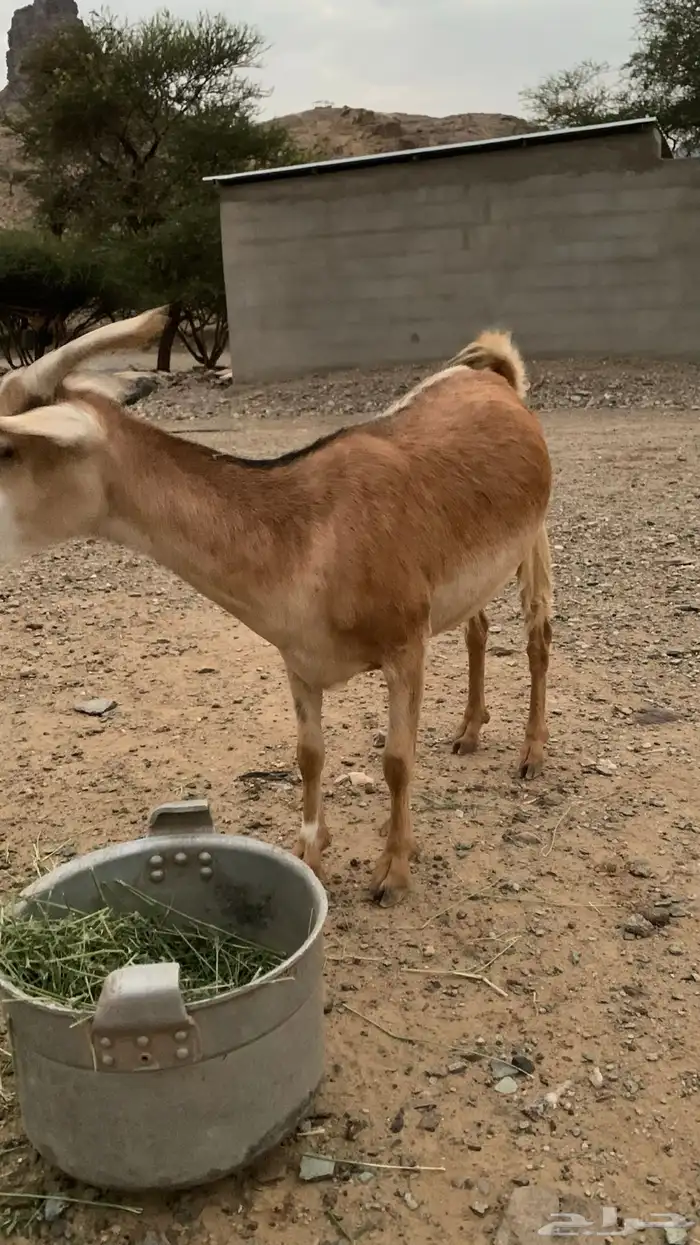 شاه 3