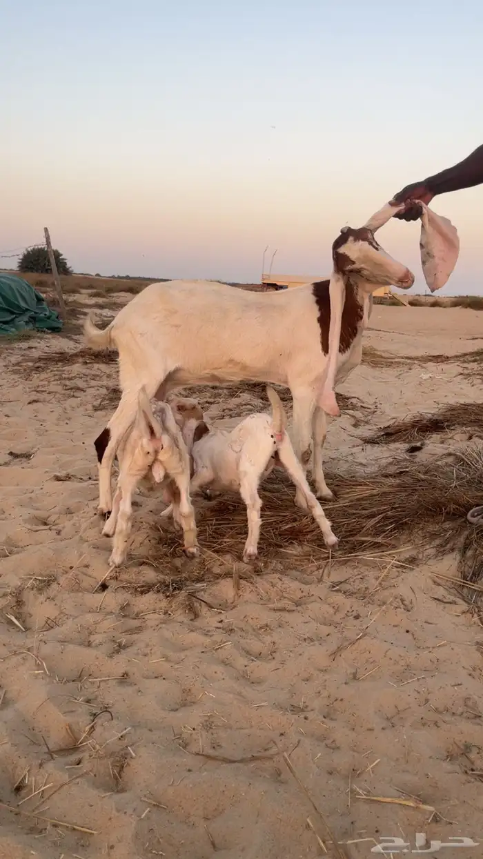 معزا متاومات 1