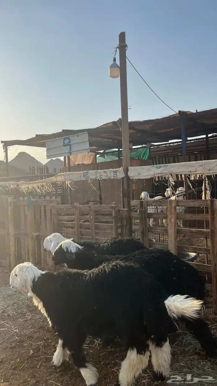 طليان نجد جبره ذبايح 9