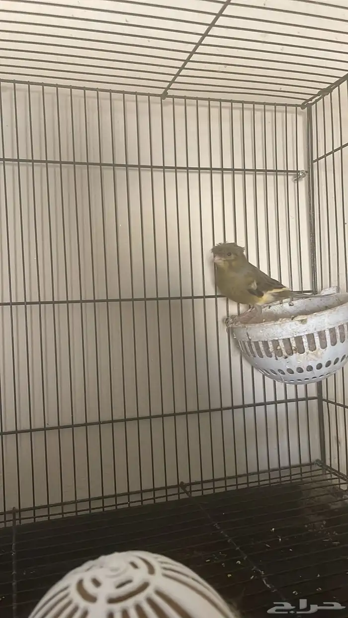 ذكر كناري( تم البيع ) 3