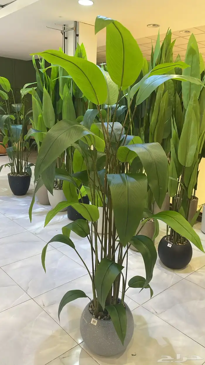 احتاج سياره اقساط كل شهر 1000مستخدم نظيف 0