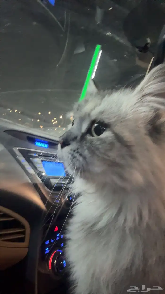 قط منزل هارب او اهله طاردينه 0