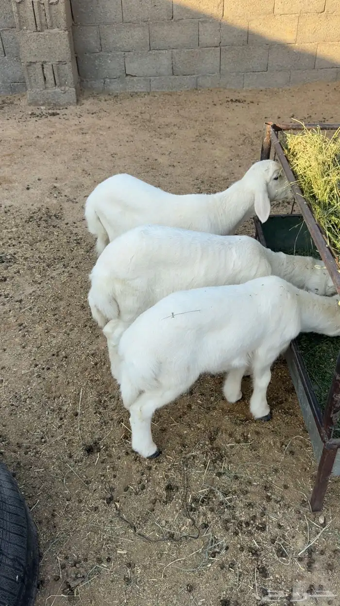 البيع حريات 2 خرفان 1رخل العمر من شهرين ونص 0