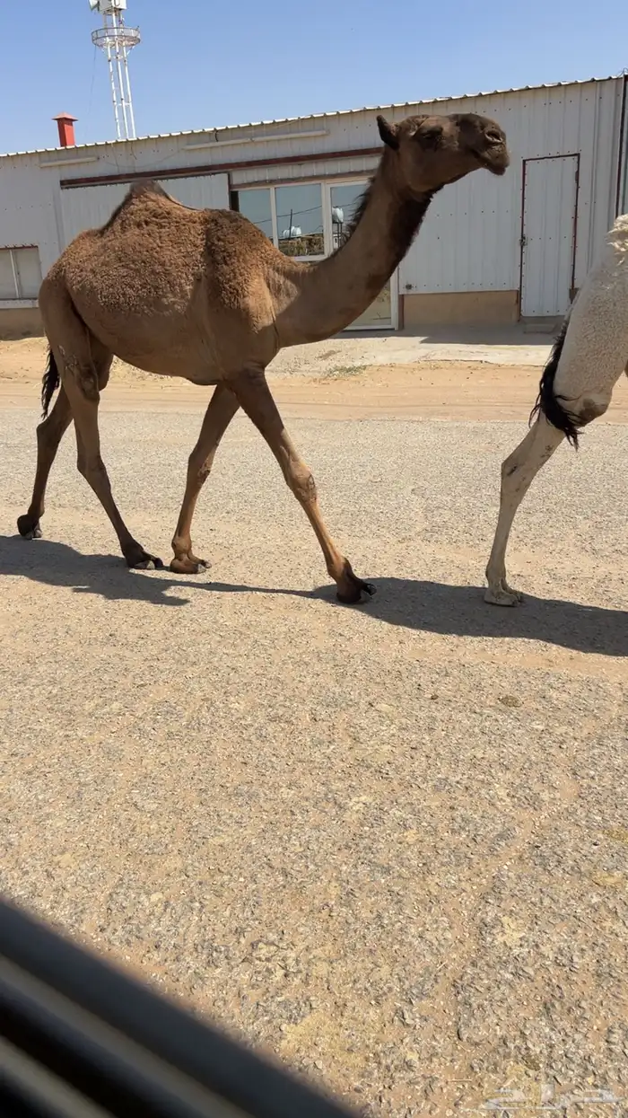 مفرودة صفرا باتليه 6