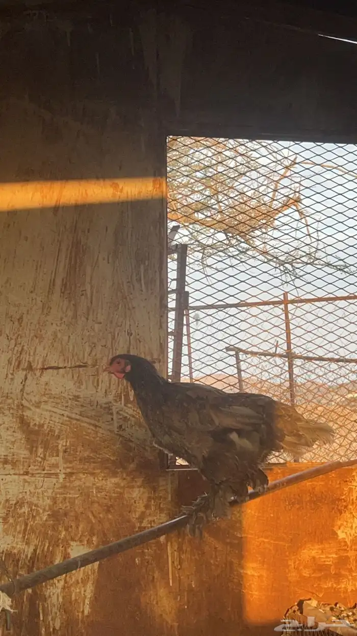 للبيع دجاج براهما 2