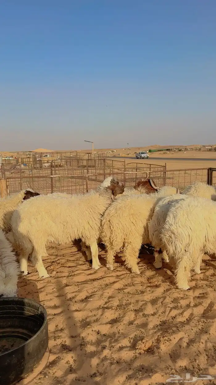 ذبائح يوجد تابي وتمارا وخدمة توصيل ( بريدة) 3