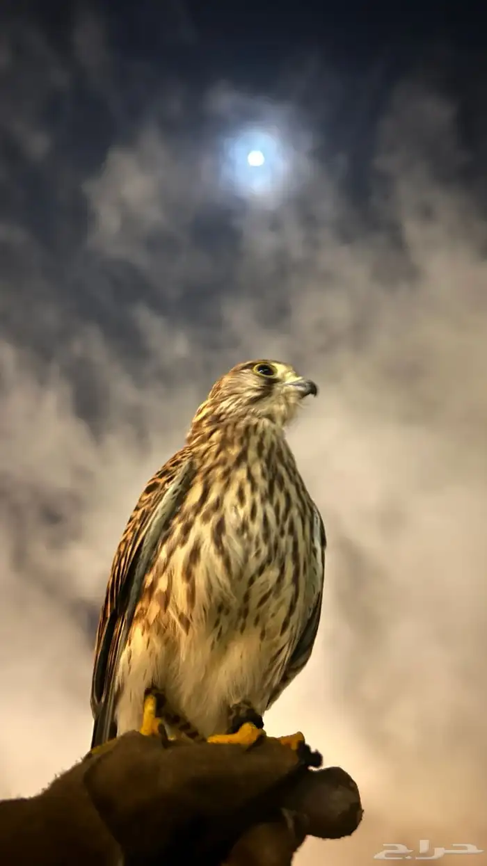شبوط مدرب للبيع 1