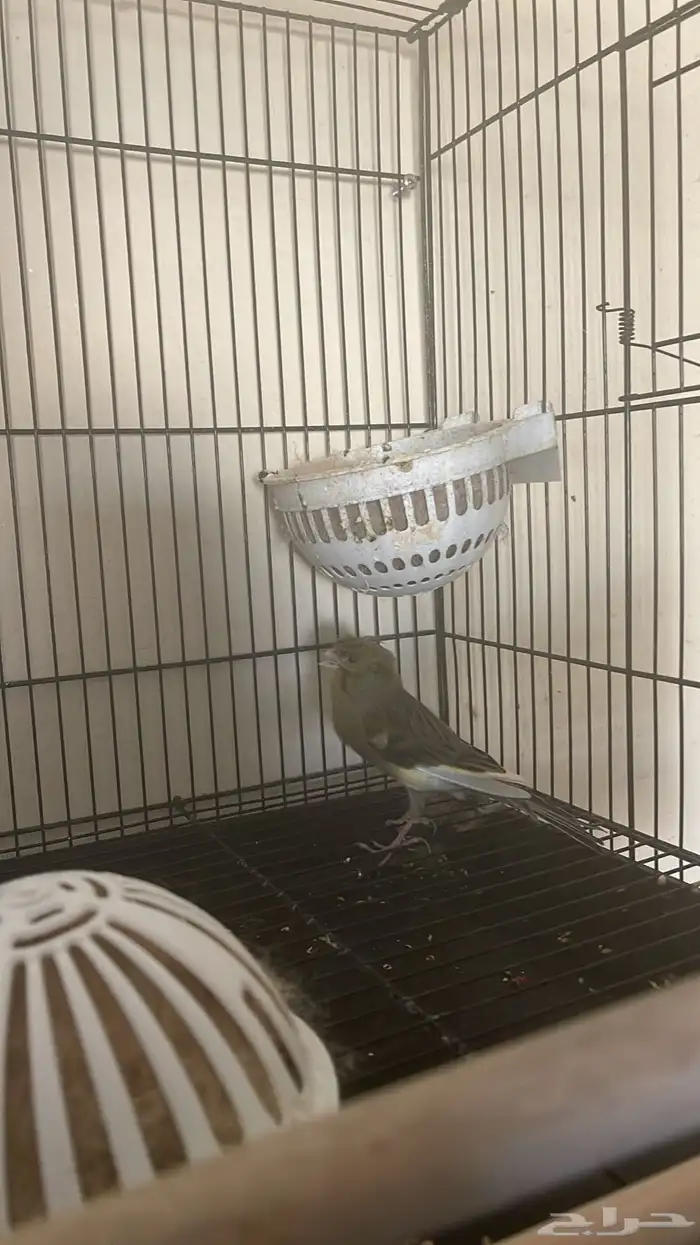 ذكر كناري( تم البيع ) 1
