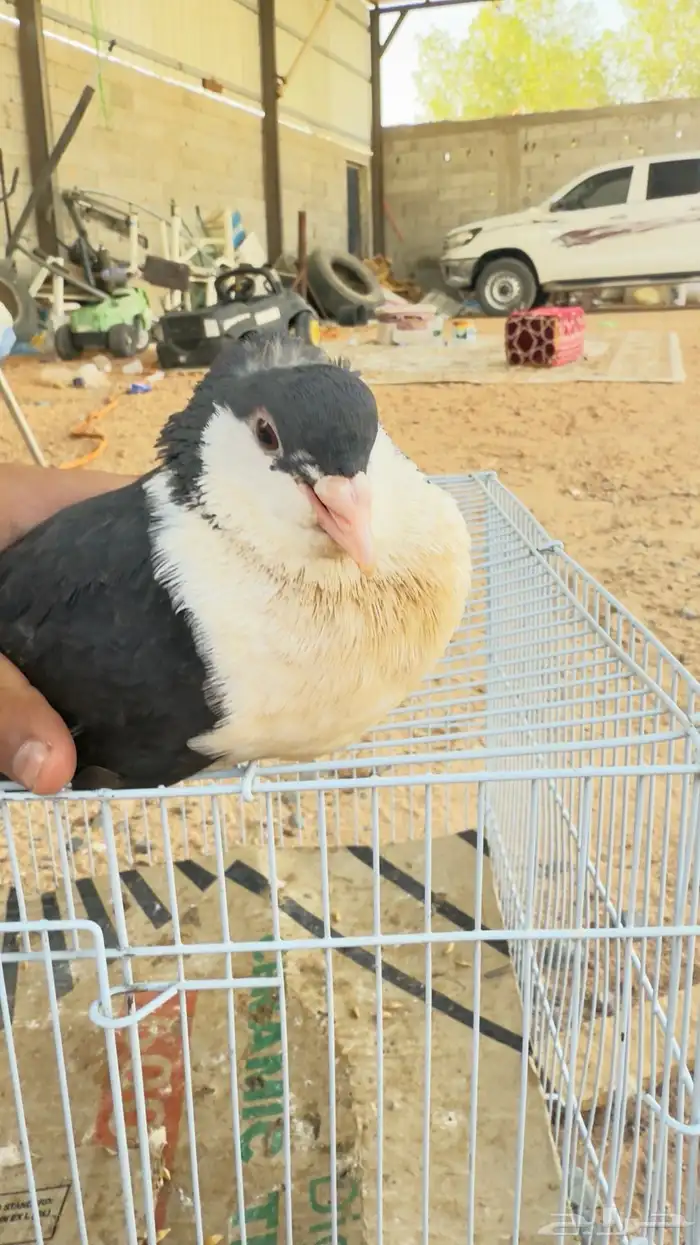 بلجيكي اضن انه ذكر ولا أنثى مدري بس اهل الخبره يفهمون للبيع 2