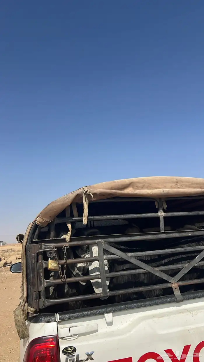 نقل وتوصيل لجميع مناطق المملكة 0