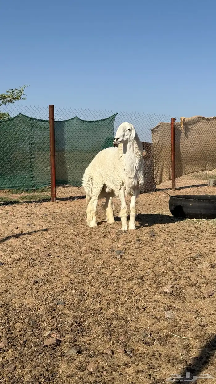 فحل حري 6