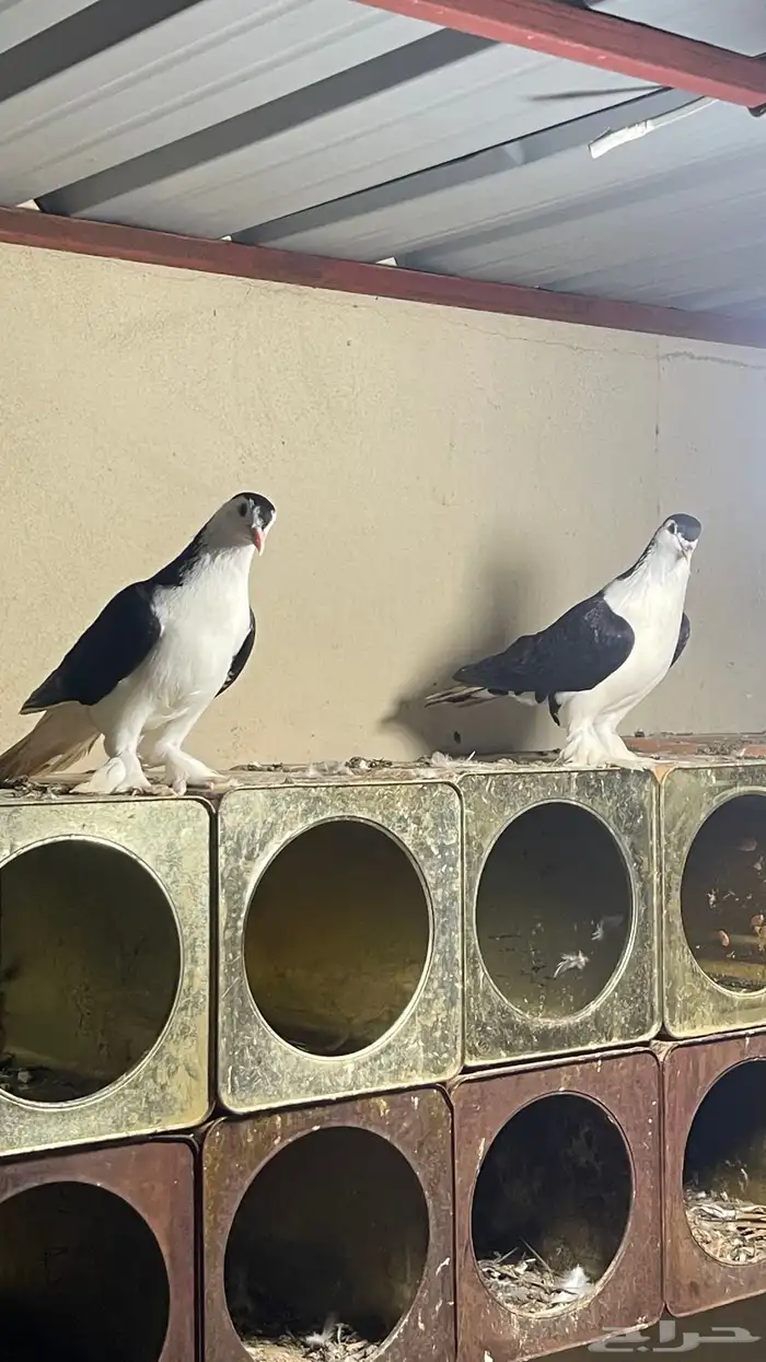حمام شيرازي فواخر 13