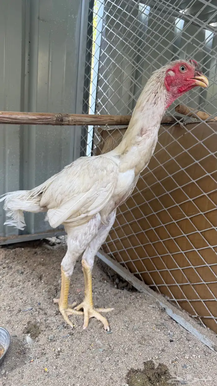 ديك سندي ابيض صك 3