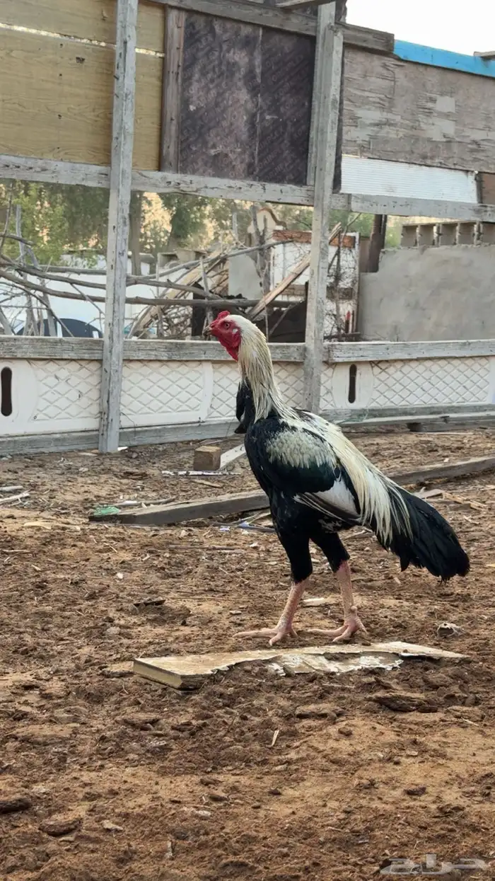 ديك باكستاني ودجاجه 3