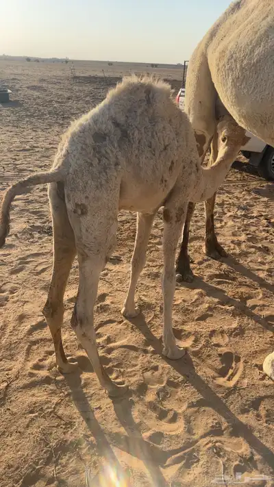 تربيه index