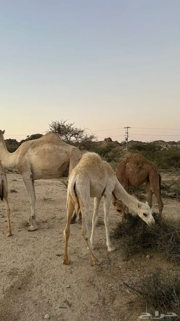 نياق خلفات معهن اربع بكار 21