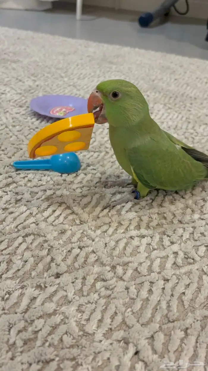 دره هندي أليفه متكلمه البيع مستعجل 7