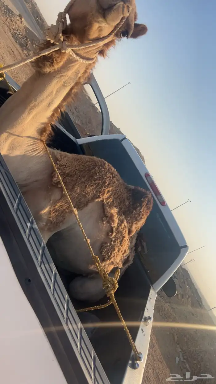 بكره عمانيه رباع 1