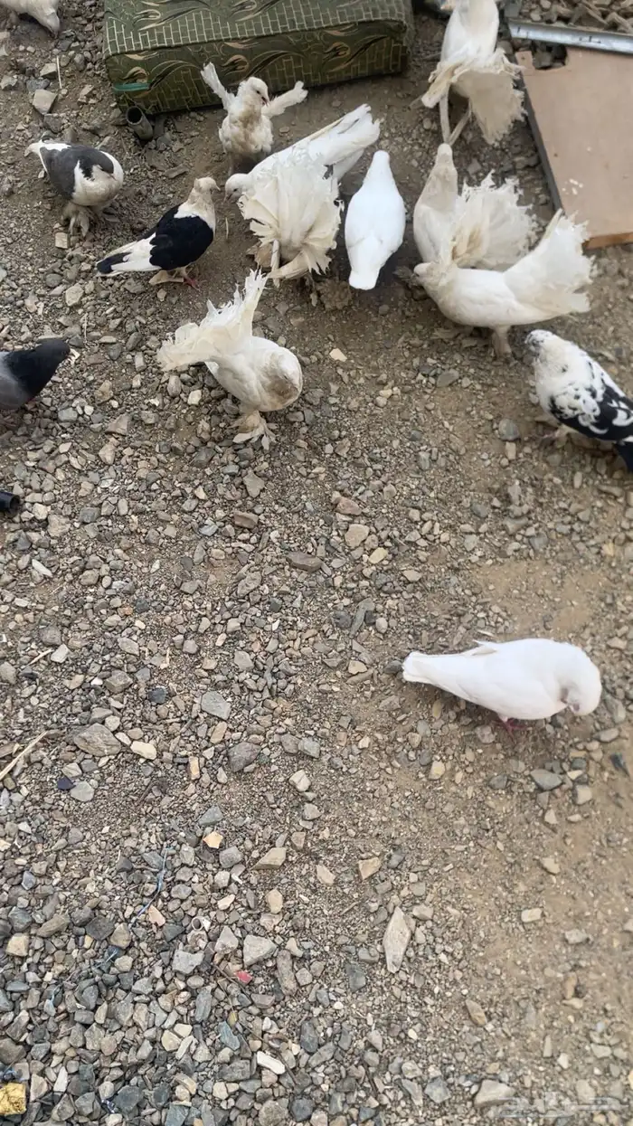 حمام مشكل 0