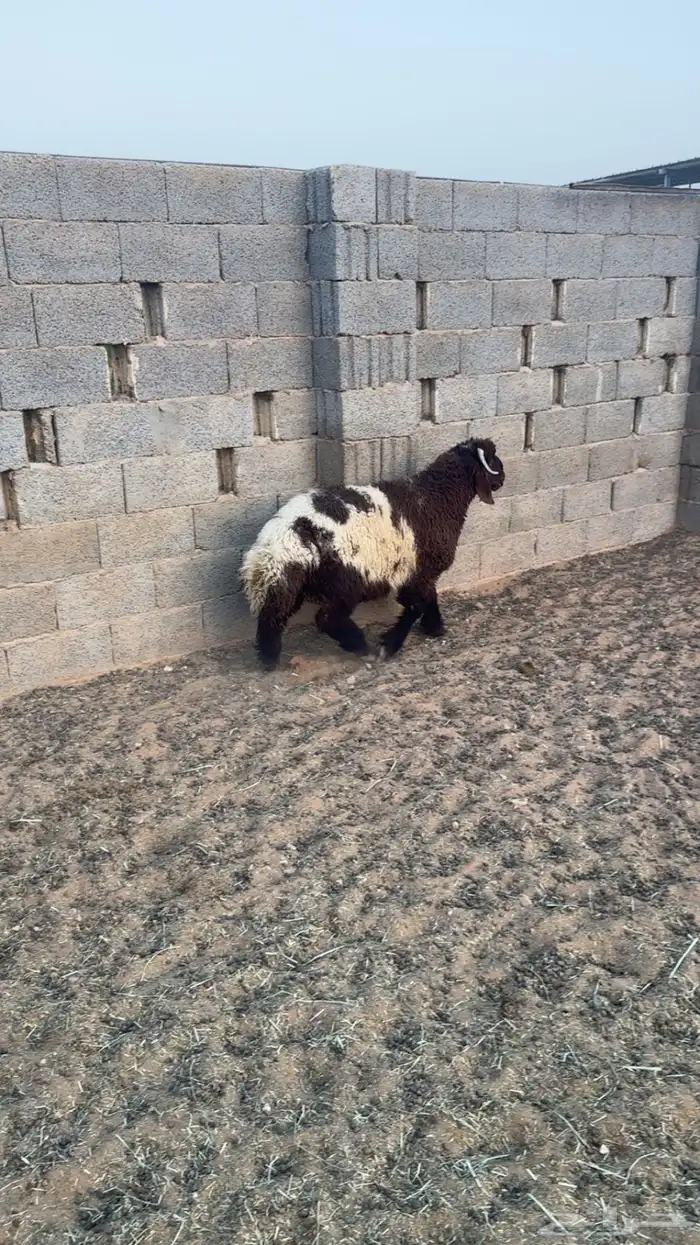 نعيم ذبايح 2