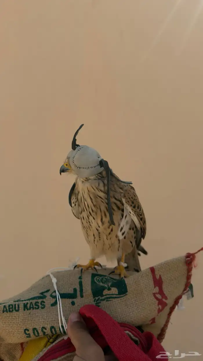 شبوط وحش للبيع 2