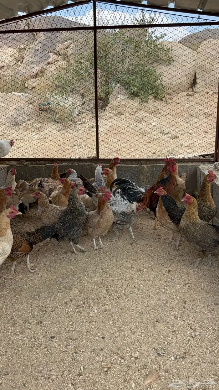 دجاج بلدي للبيع 1