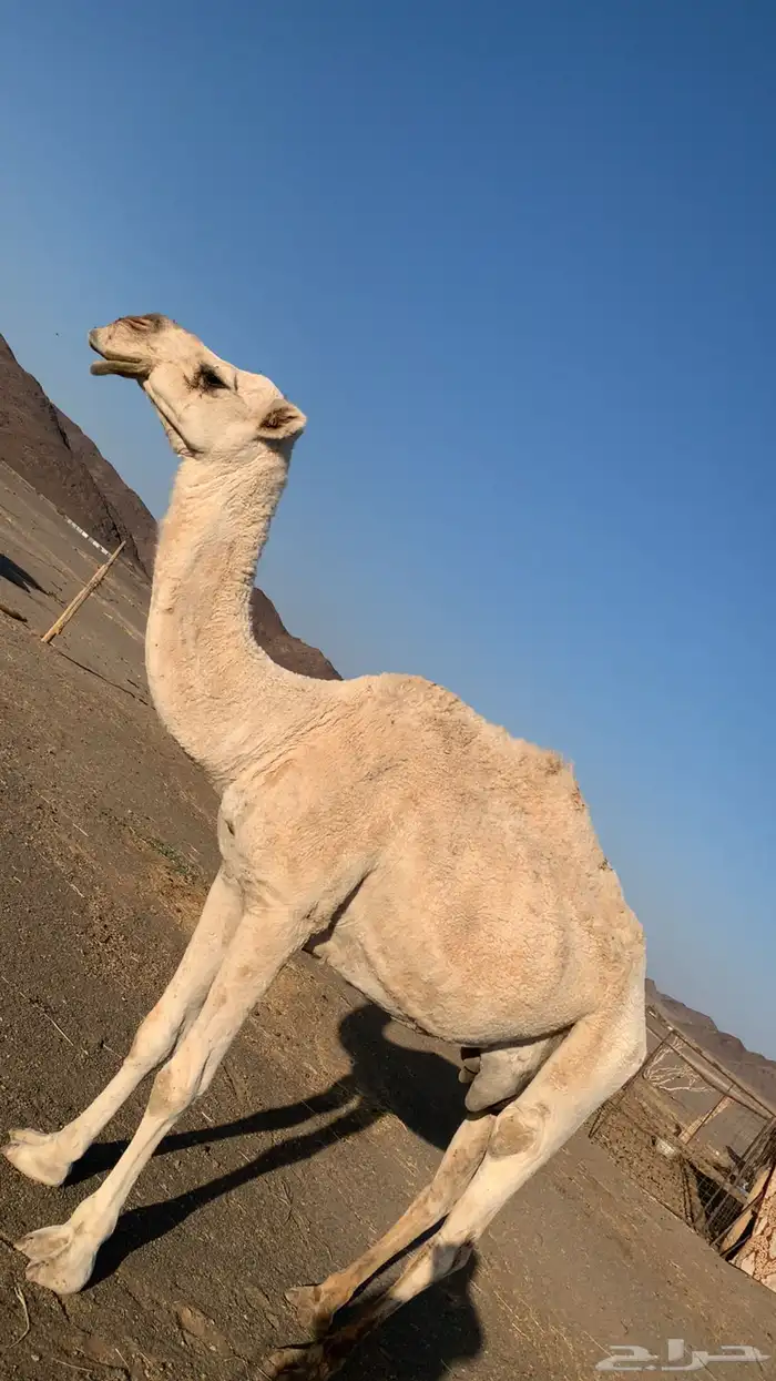 ضروبه كفو 0
