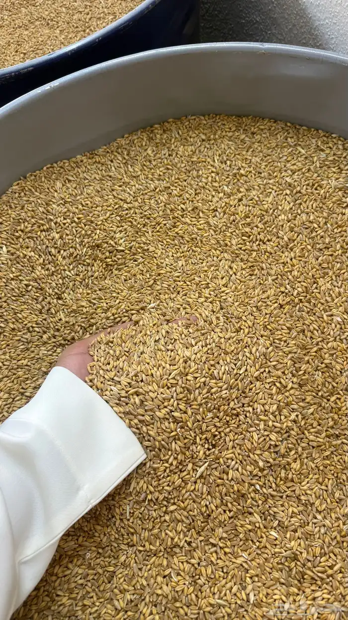 حب بر   صيب 1